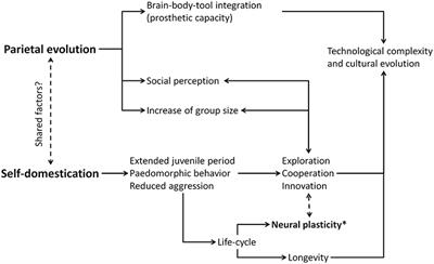 Body Cognition and Self-Domestication in Human Evolution
